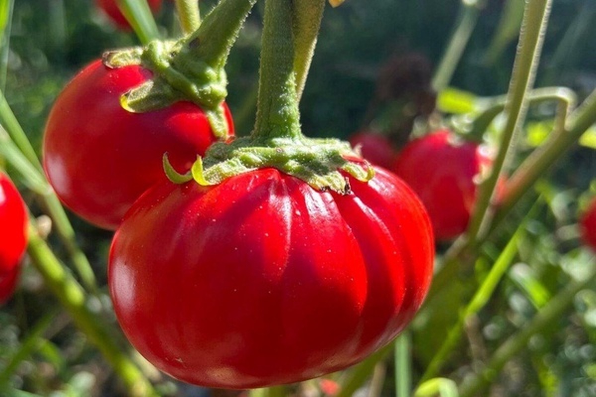 گوجه‌فرنگی و بادمجان غول پیکر با اصلاح ژنتیکی
