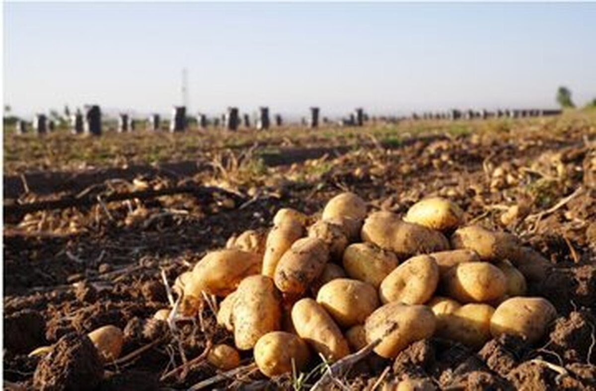 مجوزات واردات ۵۰ هزارتن سیب زمینی صادر شده است