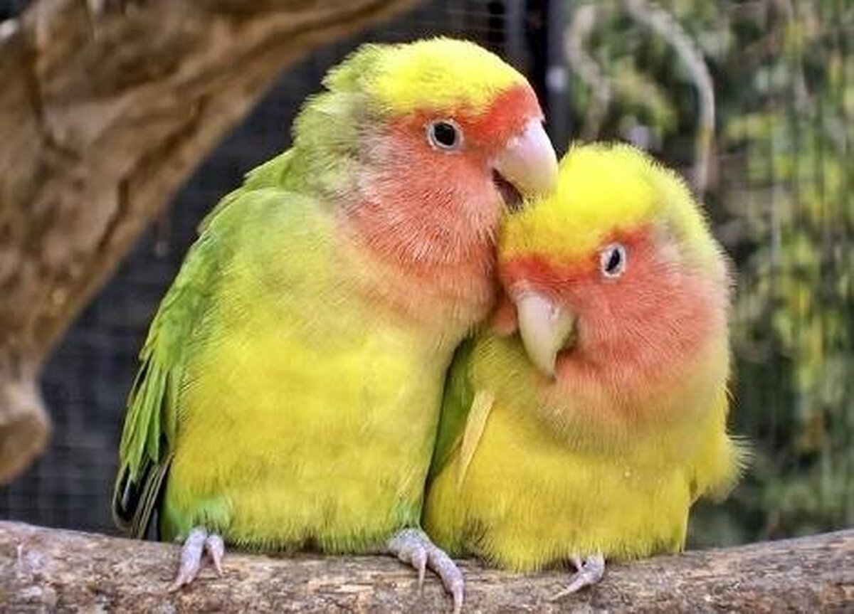 چگونه مرغ عشق به نماد وفاداری و محبت تبدیل شد؟