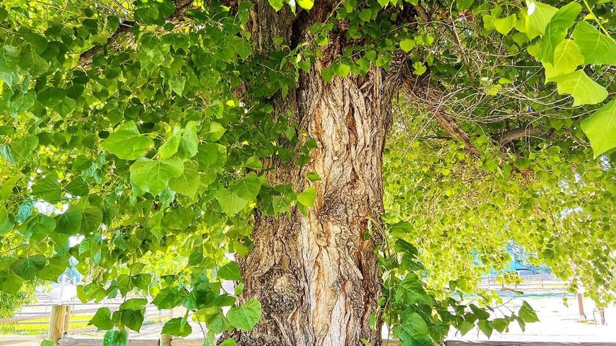 استفاده از چوب مهندسی‌شده ژنتیکی آینده‌ای جدید را رقم می‌زند