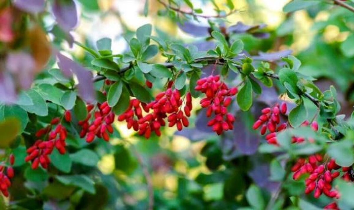 این افراد از خوردن زرشک جدا پرهیز کنند!/ خواص و عوارض در یک نگاه