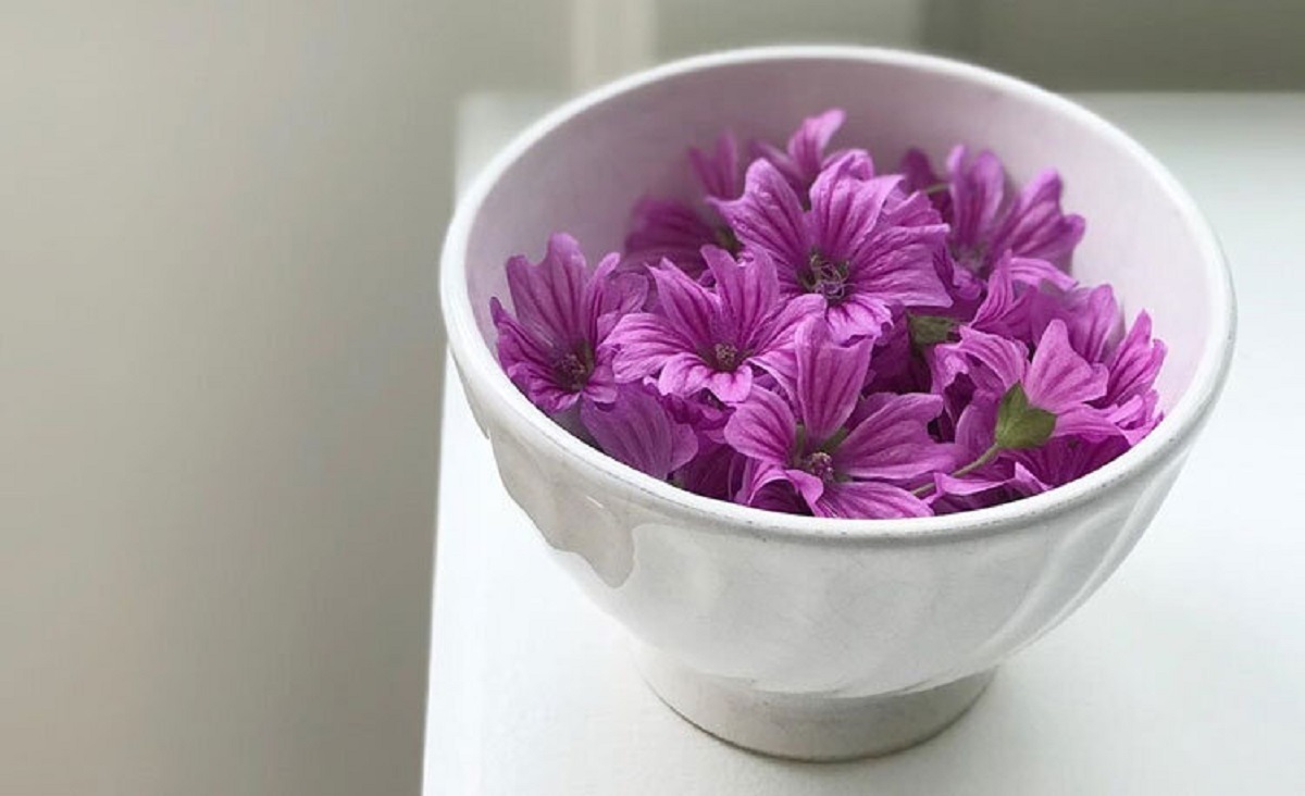 استفاده از پنیرک برای تقویت سیستم ایمنی بدن