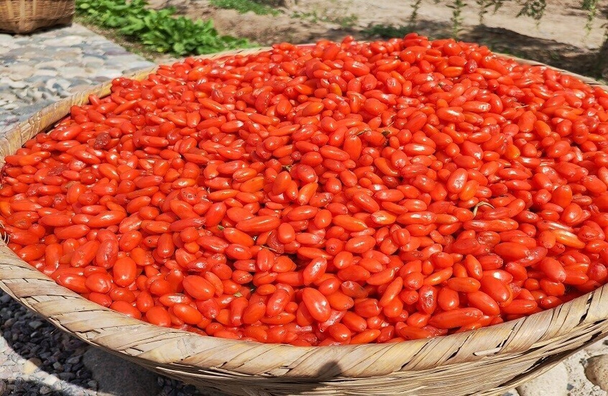 مزایای میوه‌های گوجی برای سلامتی
