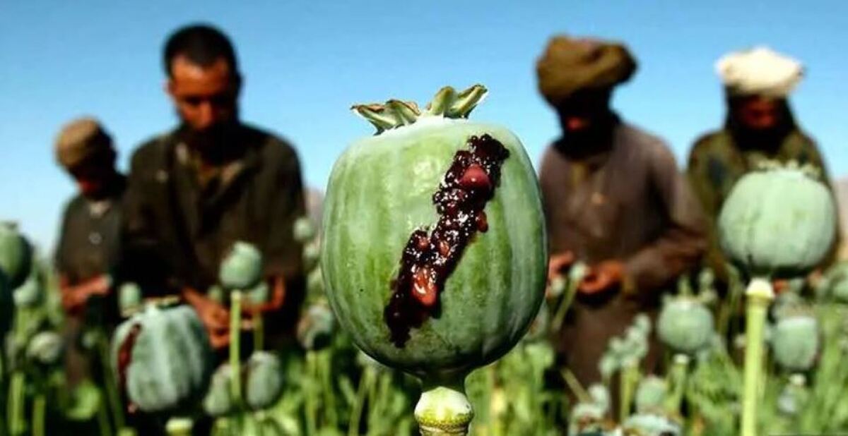 قیمت تریاک در افغانستان سر به فلک کشید!