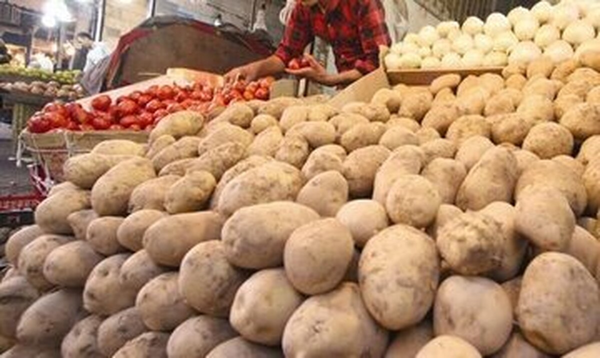 سیب زمینی های وارداتی محصول داخل کشور هستند