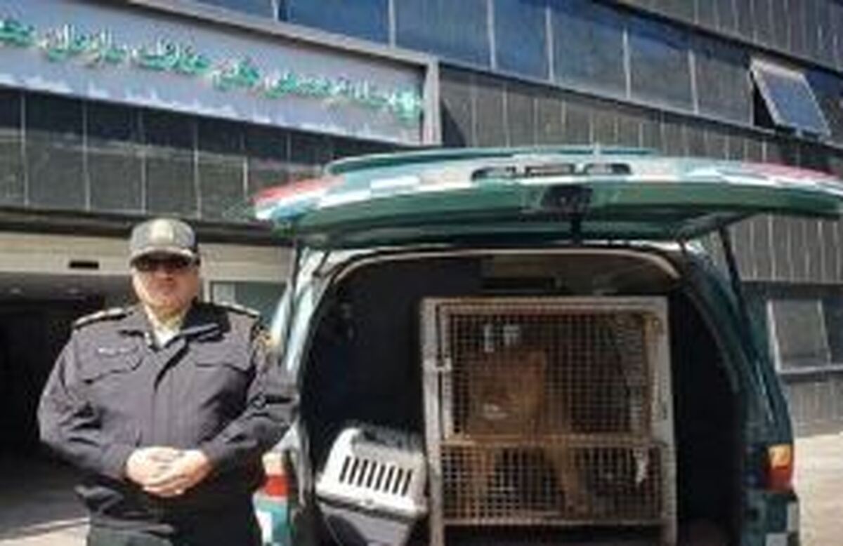 توله شیر ورزشکار متخلف به سازمان حفاظت محیط‌زیست تحویل داده شد