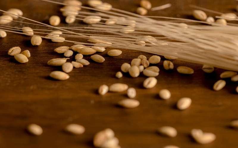 درمورد مضرات سمنو چه می‌دانید؟