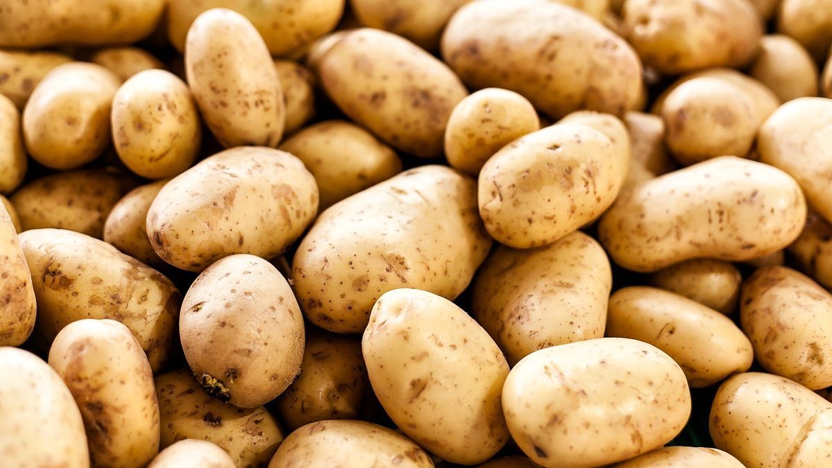 سیب زمینی دوباره به روز‌های اوجش بازگشت!