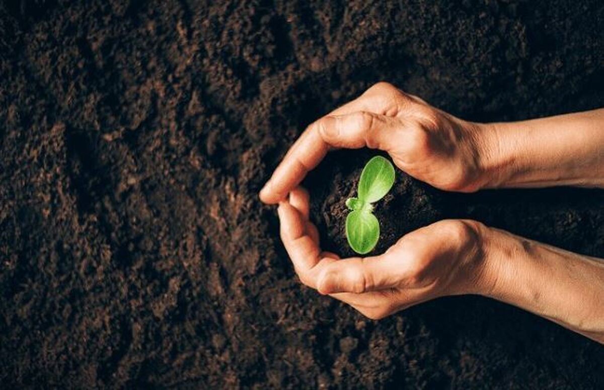 روش جدید انتقال مواد ژنتیکی را از روش ریشه به گیاهان برای بهبود محصولات کشاورزی