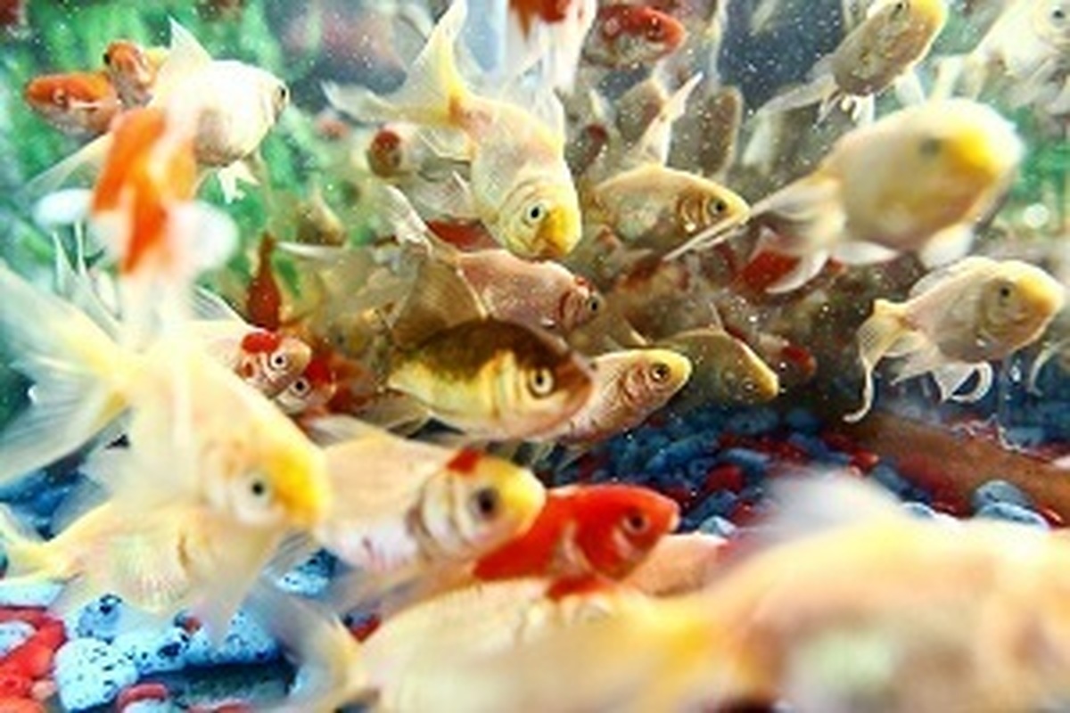 پرورش بیش از ۲۰۰ گونه ماهیان زینتی در استان تهران
