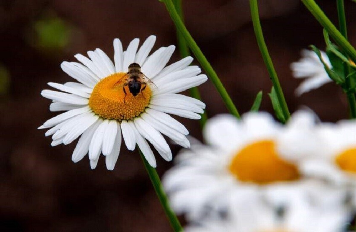 گل‌ها جهان را از میکروب‌های مقاوم به آنتی بیوتیک نجات می‌دهند!