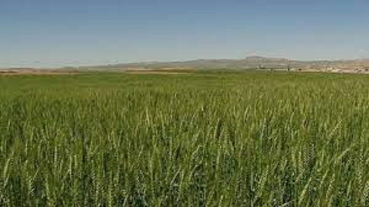 برگزاری کارگاه آموزشی طرح جهش تولید در دیمزار‌های اسکو