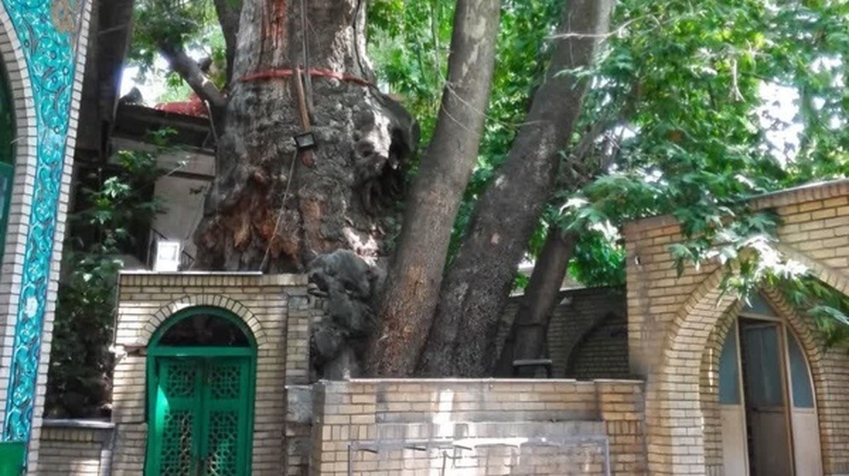چنار هزارساله روستای برغان احیا می‌شود