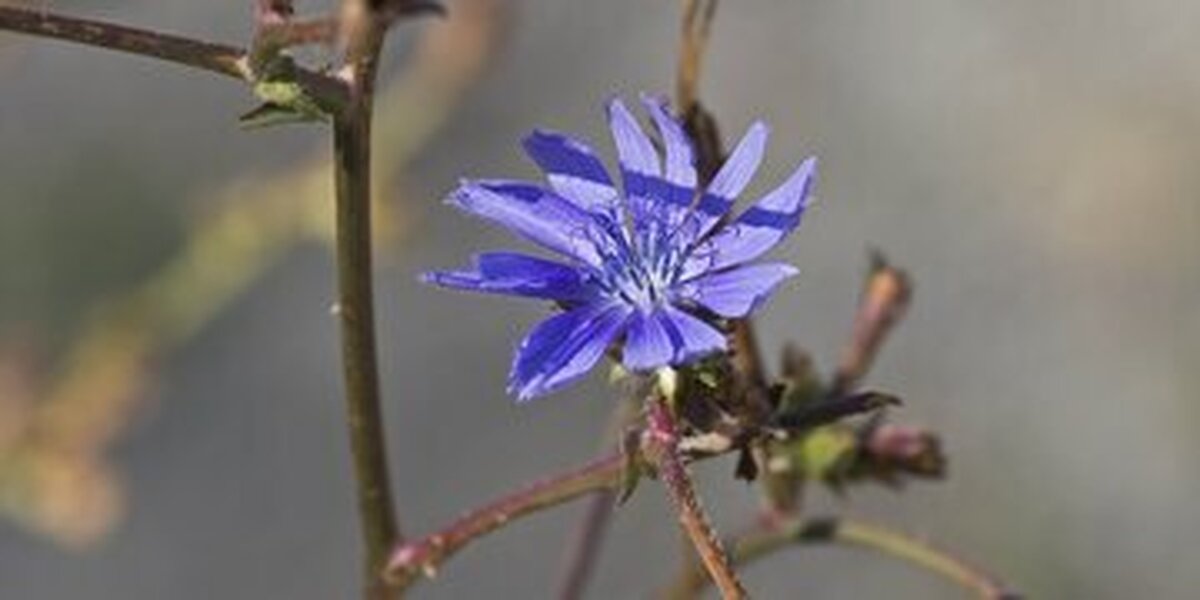 فواید سرشار عرق کاسنی برای کبد وخون