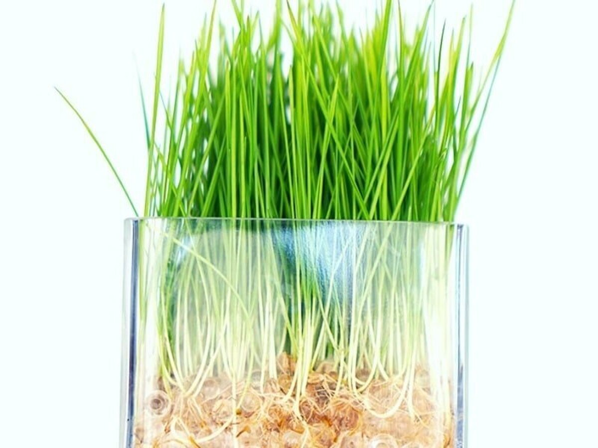 با کاشت سبزه عید در خاک ژله‌ای ظاهری زیبا به سفره هفت سین خود ببخشید!