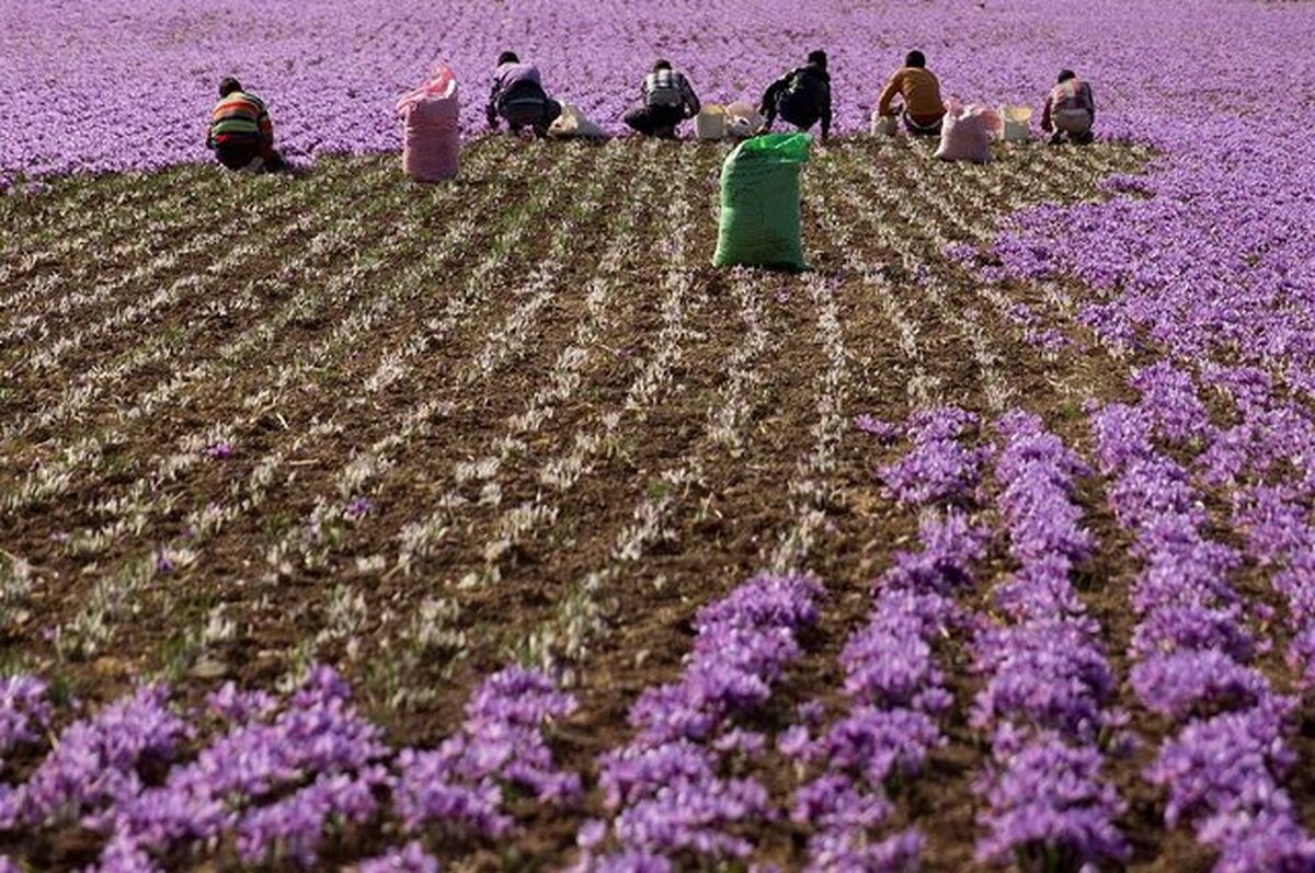 رقابت ایران و افغانستان در بازار زعفران و چالش‌های تأمین انرژی کشاورزی در خراسان جنوبی