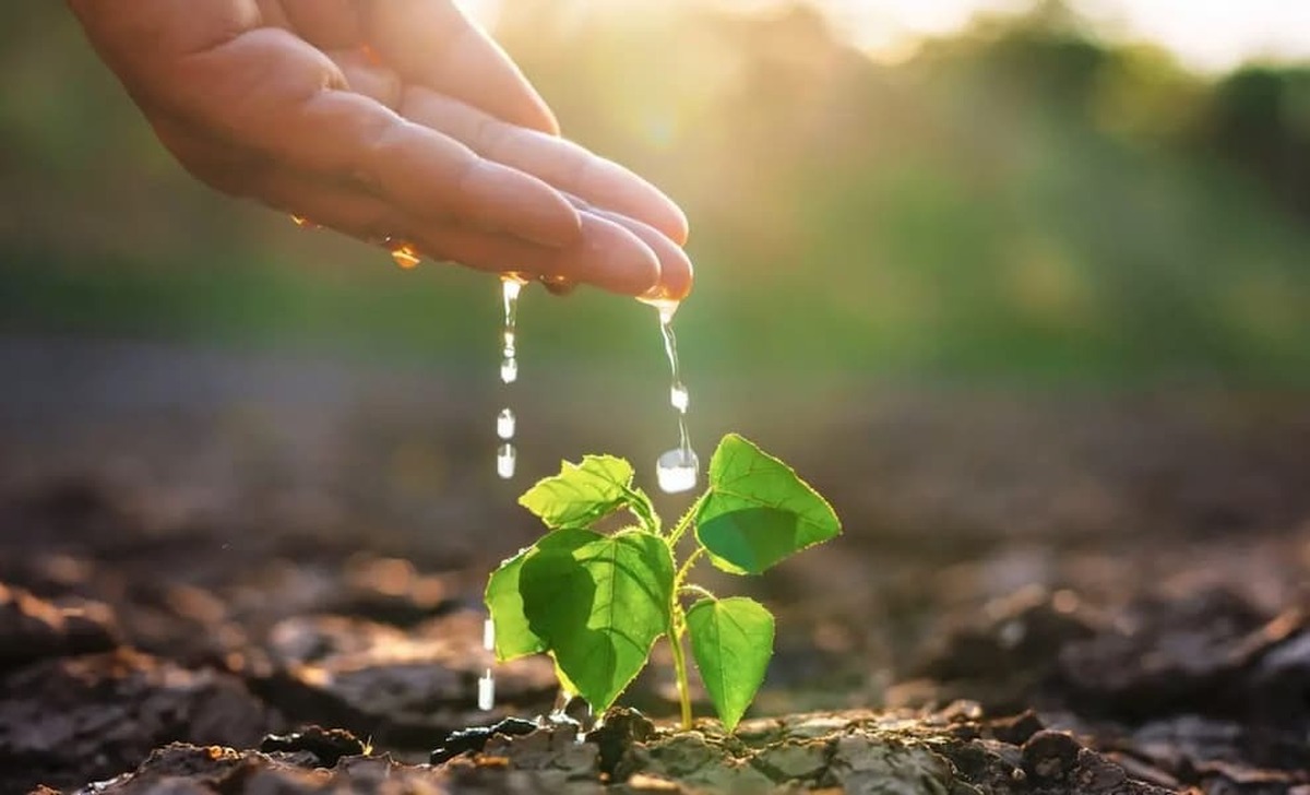 افزایش دما خطری جدی برای از بین رفتن ویژگی جذب کربن در گیاهان