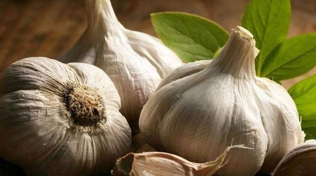 تاثیر و نحوه مصرف سیر خام برای لاغری و چربی سوزی