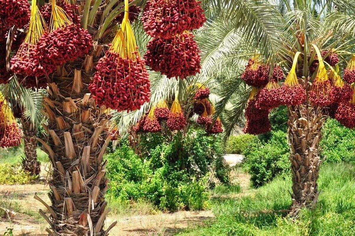 تاجران خرما در هرمزگان در یک قدمی ورشکستگی