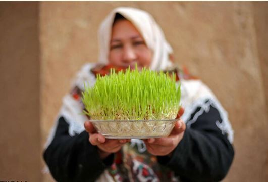 آموزش کاشت انواع سبزه برای سفره هفت سین/از گندم تا خاکشیر