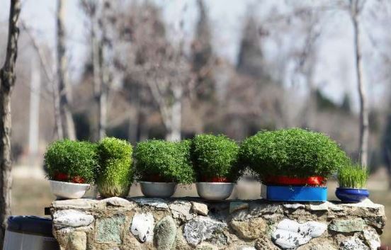 آموزش کاشت انواع سبزه برای سفره هفت سین/از گندم تا خاکشیر