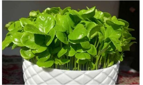 آموزش کاشت انواع سبزه برای سفره هفت سین/از گندم تا خاکشیر