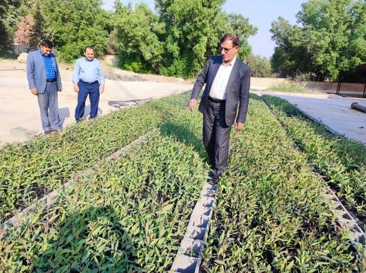 تولید ۶۵ هزار اصله نهال در نهالستان گچساران