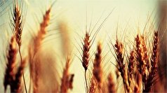 افزایش تولید گندم برنامه دولت سیزدهم