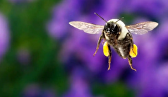 زنبور‌های عسلی که زیرآب میروند!