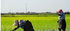 ایجاد ۹ سایت الگویی برنج در محمودآباد