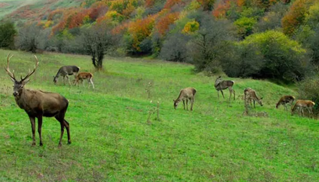 «جنگل فندقلو»، یکی از زیبا‌ترین مکان‌های طبیعت گردی استان اردبیل