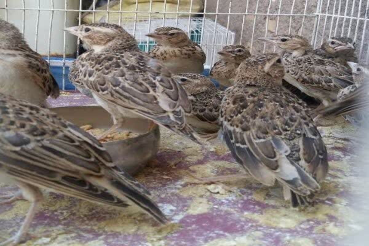 باهمکاری دو استان، چکاوک‌ها آزاد شدند