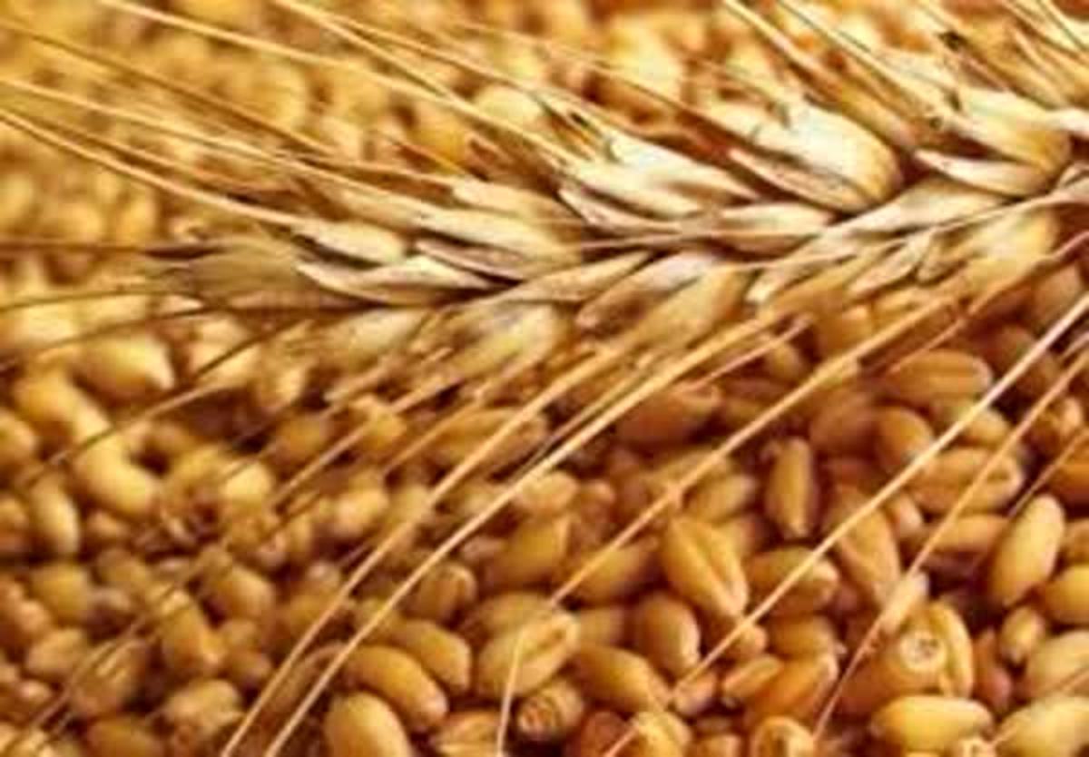هماهنگی برای ورود گندم کشور‌های حاشیه دریای خزر از طریق بنادر مازندران