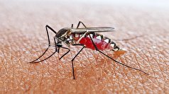 با نشانه‌های بیماری مالاریا آشنا شوید!