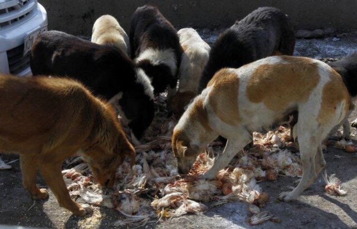 غذا دادن غیراصولی منجر به افزایش سگ‌های پرسه‌زن می‌شود
