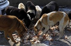 غذا دادن غیراصولی منجر به افزایش سگ‌های پرسه‌زن می‌شود