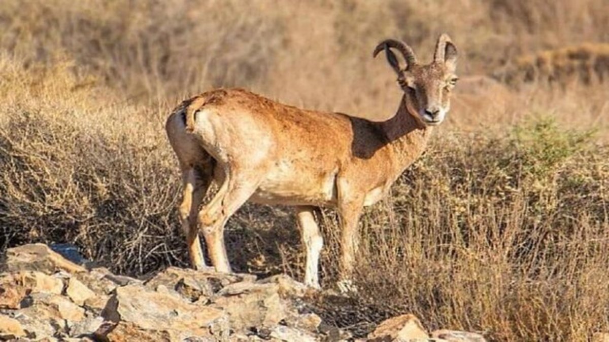 بازداشت متخلف شکار و صید در بندرلنگه