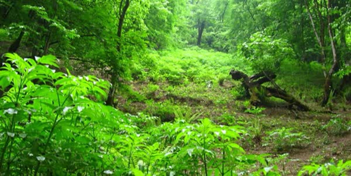 کلاف سردرگم ناپدید شدن افراد در جنگل‌های هیرکانی