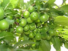 ۱۴ هکتار از اراضی سرخه زیر کشت گوجه سبز است