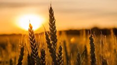 خرید تضمینی ۸۲۴ هزار تن گندم در خوزستان