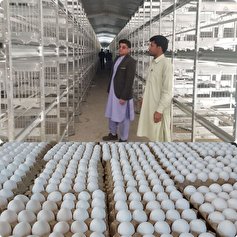 شناسایی و توقیف یک زنجیره توزیع تخم مرغ غیربهداشتی در مازندران
