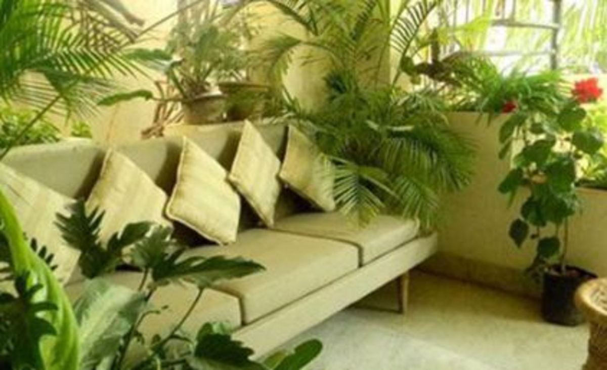 با چند تکنیک ساده جان گیاهان آپارتمانی  را نجات دهید