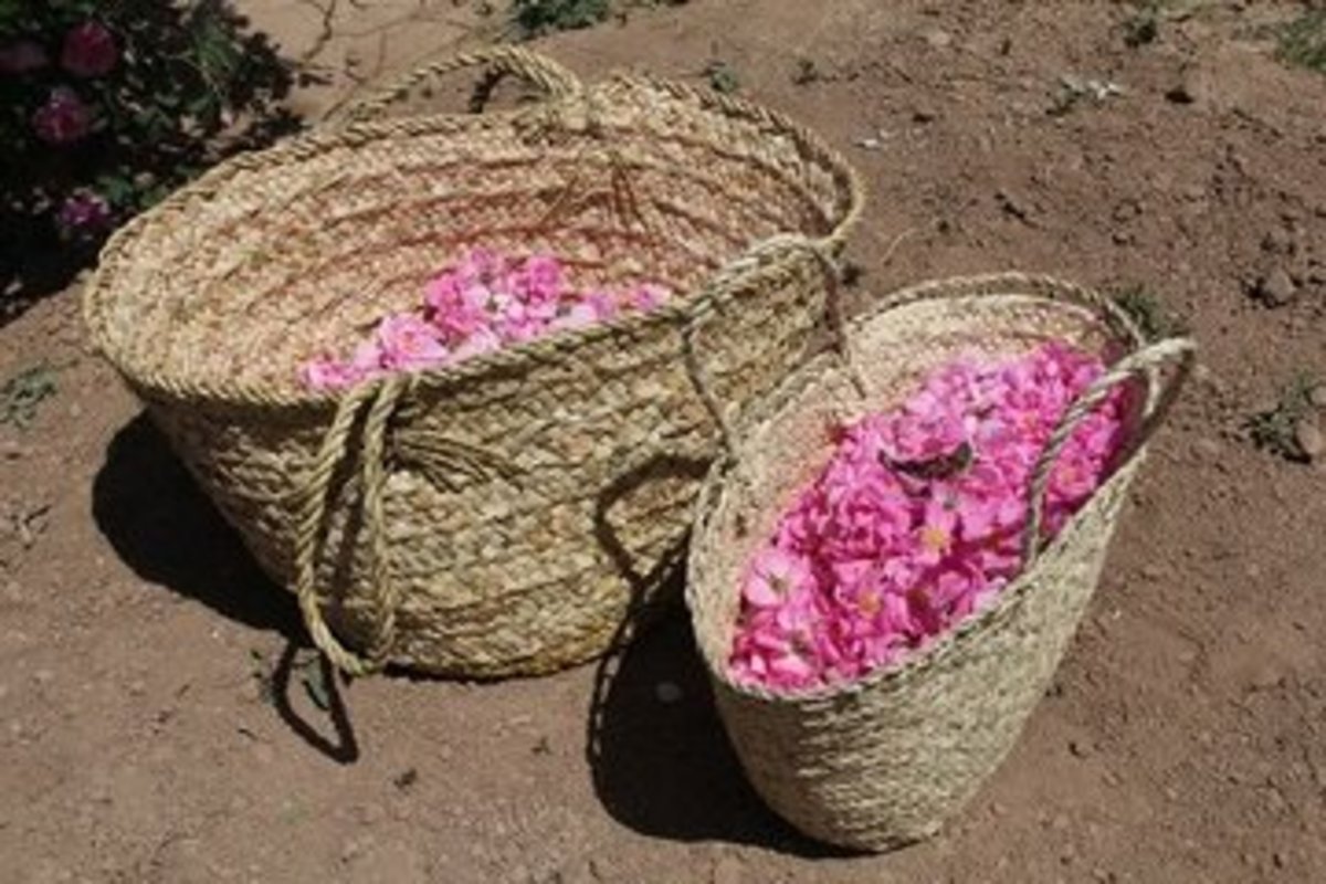 برگزاری  آیین قدیمی  گلابگیری در قزوین