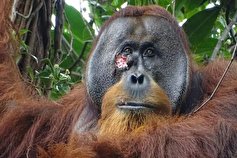 کشف رفتار جالب یک اورانگوتان در مواجهه با زخم