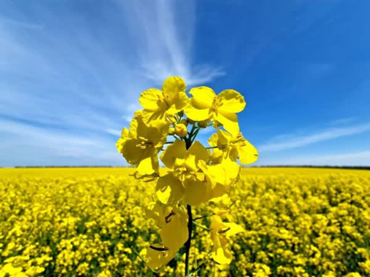 افزایش کاشت کلزا از ۲۶۵ به ۷۳۰ هکتار در تویسرکان