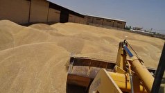 هیچ گونه خسارتی به گندم‌های مراکز رو باز خوزستان وارد نشد
