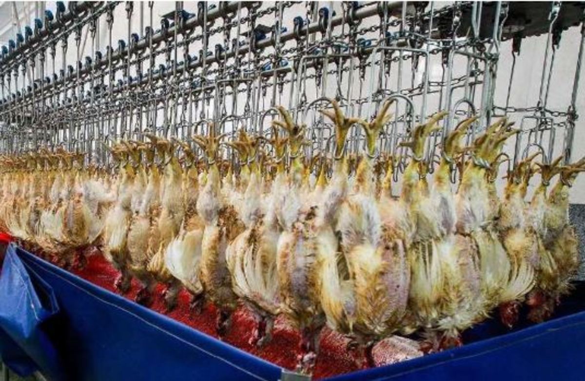 دستگاه آمارگیری کشتار طیور در گناباد تولید شد