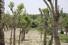 ادعای شهرداری کرج؛ درختان میدان جمهوری پس از انتقال احیا شدند