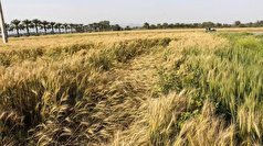 پرداخت خسارت به کشاورزان خوزستانی