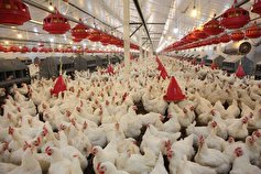 صادرات مرغ توسط اتحادیه مرغداران فارس آغاز شد
